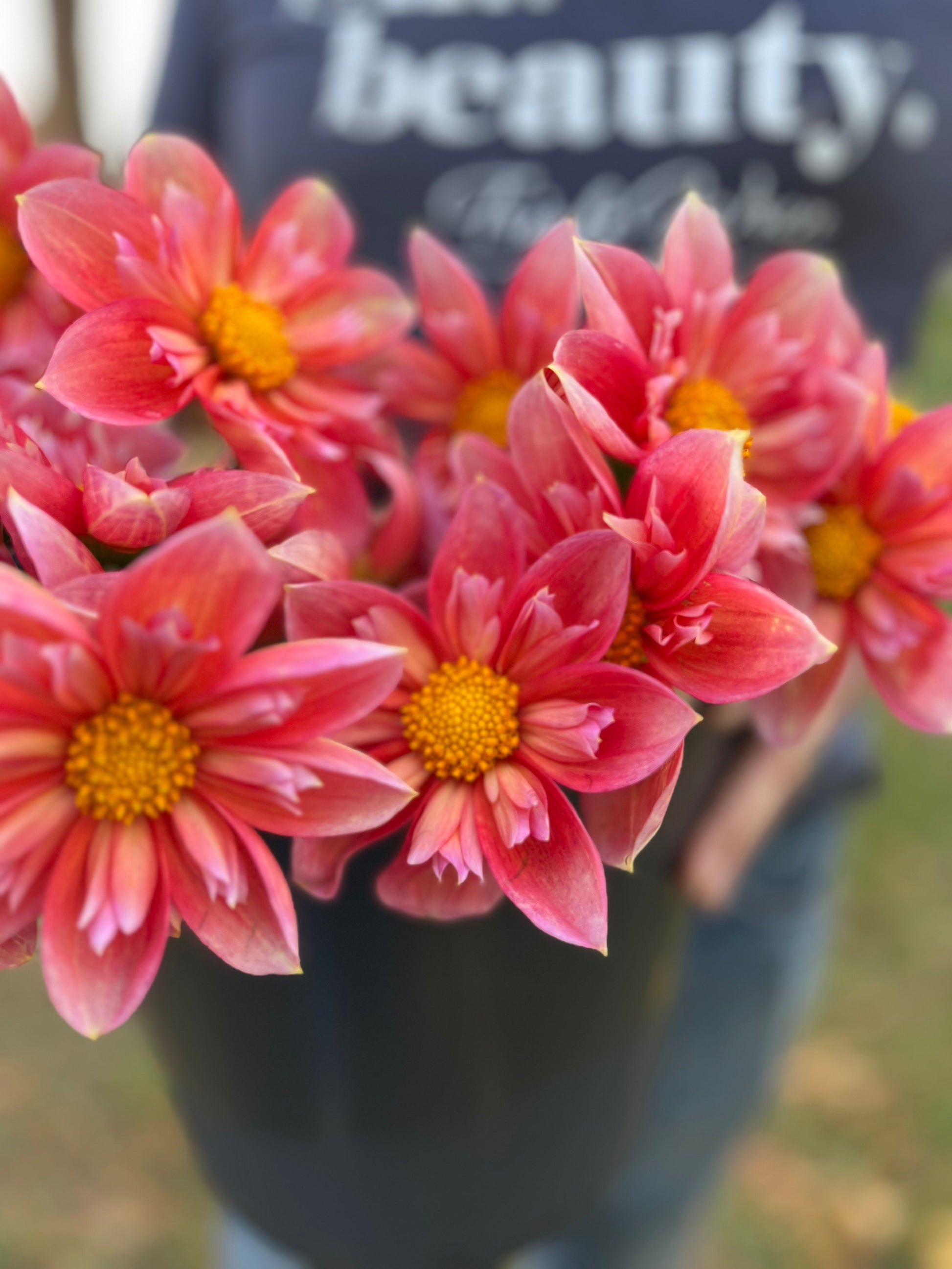 Pink and Coral and Blush Bloomquist Simple Dahlia Tubers from Triple Wren Farms