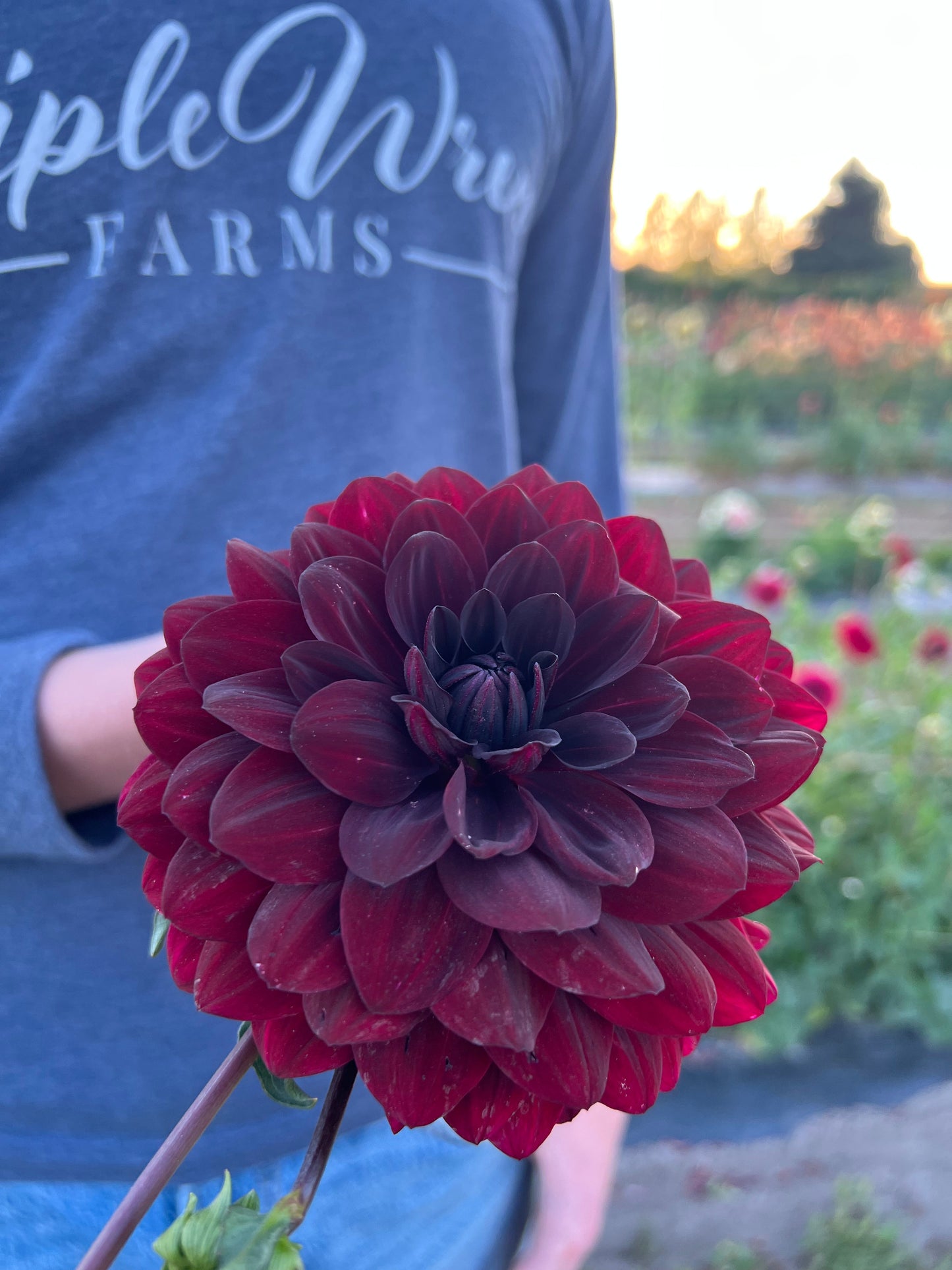 buy Fidalgo Knight Dahlia Tuber from Triple Wren Farms for your home garden