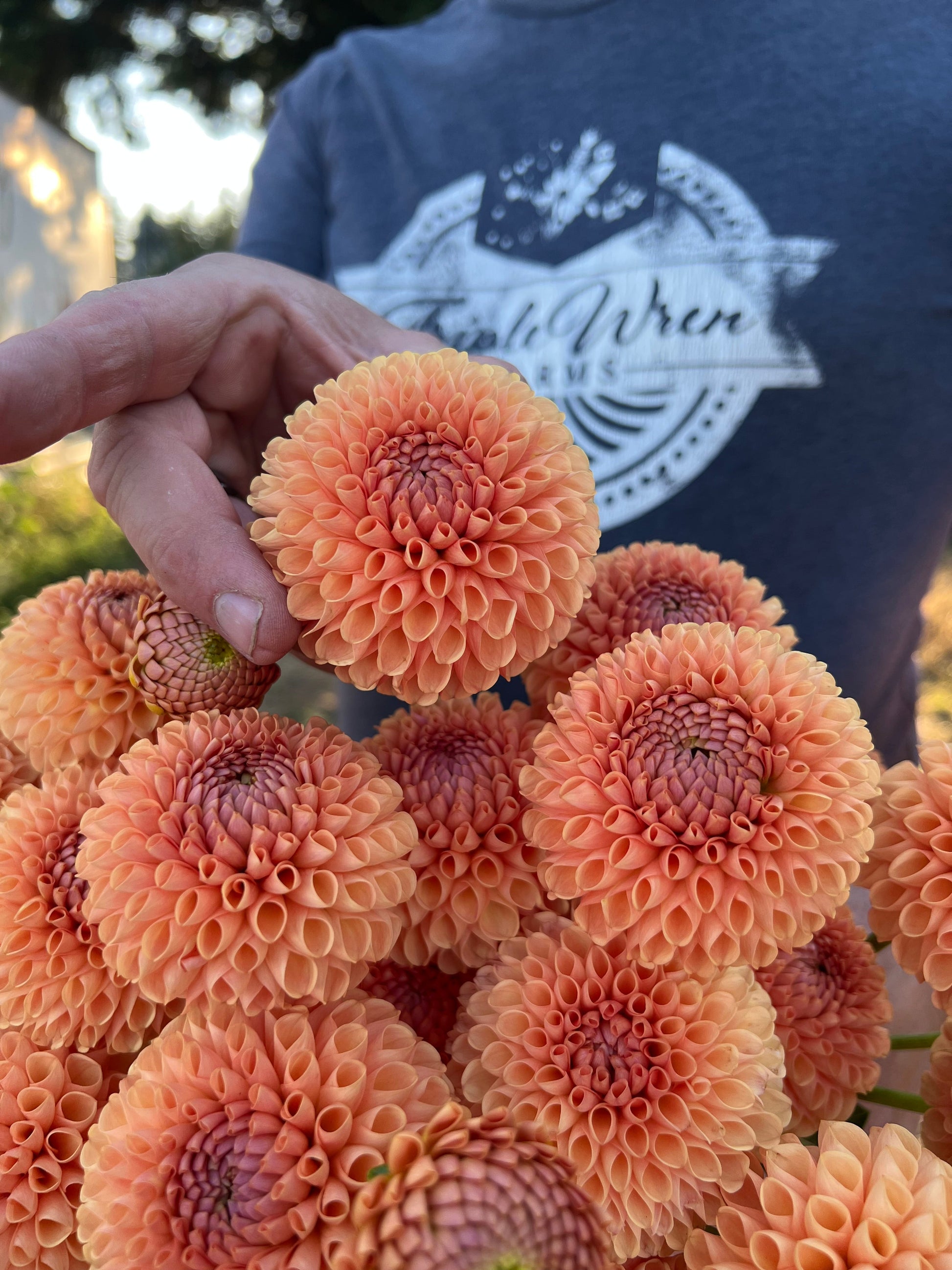 Buy Ms Honey Dahlia Tubers from Triple Wren Farms for your home garden