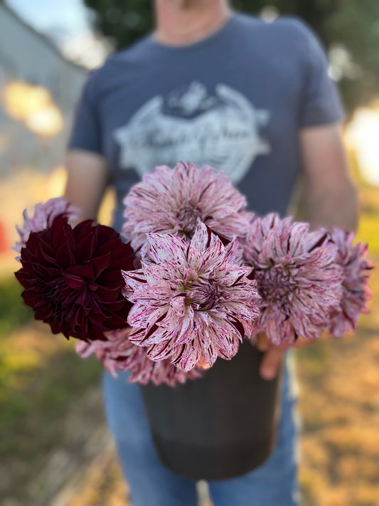 Sandia Boogie : tubercule de dahlia 