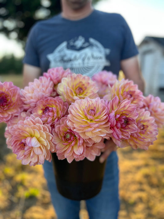 Sandia Bliss : tubercule de dahlia 