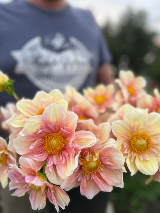 Apple Blossom dahlia tubers from Triple Wren Farms