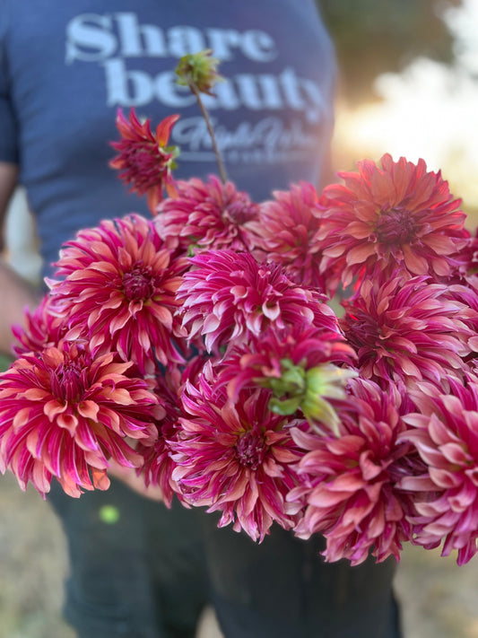 Vista Minnie Dahlia Tubers from Triple Wren Farms