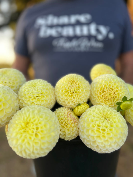 Irish Moon Dahlia Tuber from Triple Wren Farms