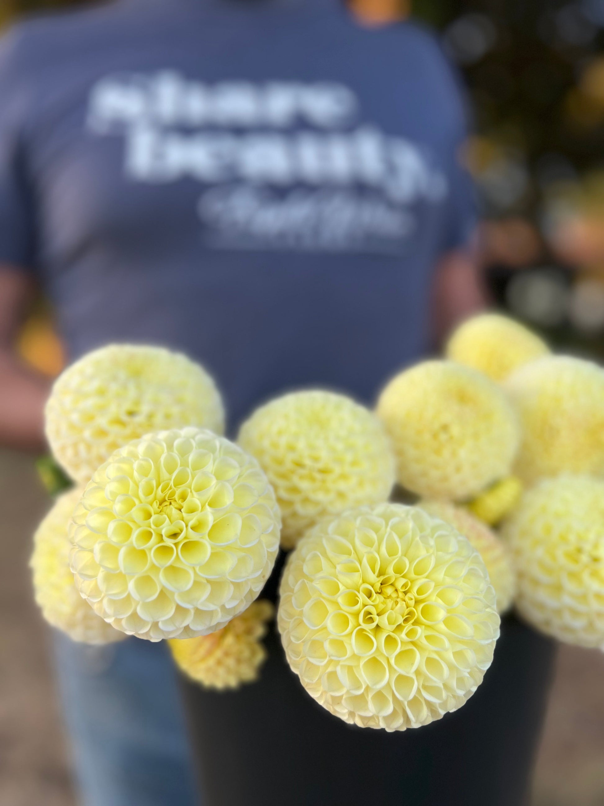 buy Irish Moon Dahlia Tuber from Triple Wren Farms for your home garden