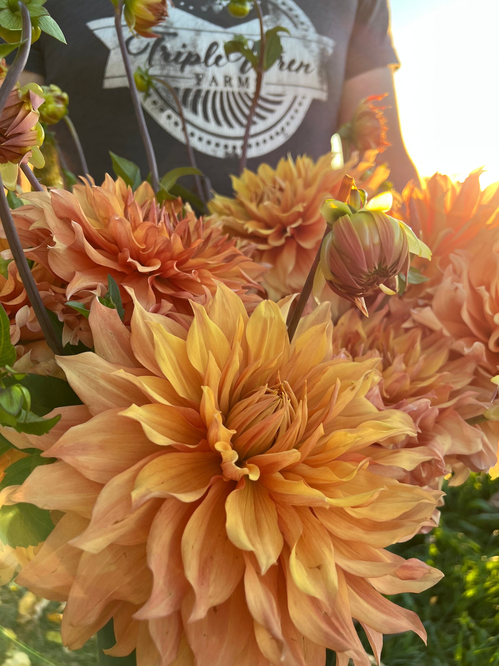 Hamari Gold Dahlia Tuber from Triple Wren Farms