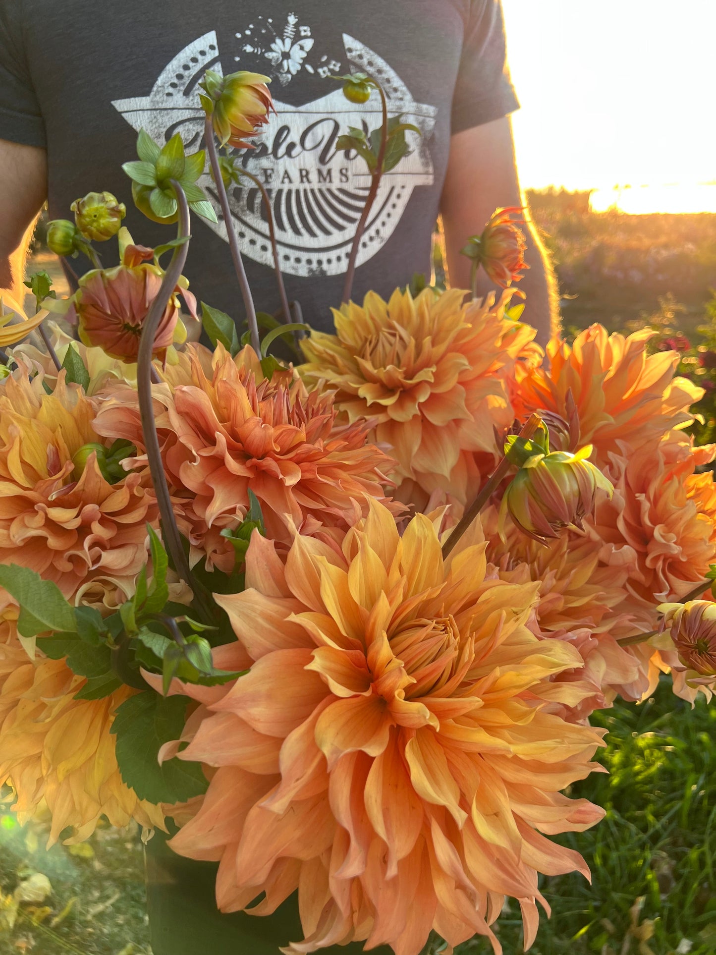 Golden and Yellow and Orange and Peach Hamari Gold Dahlia Tuber from Triple Wren Farms