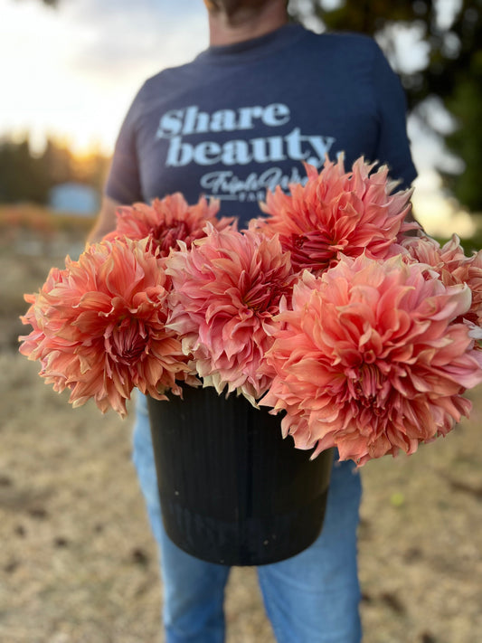 Sierra Glow : tubercule de dahlia 