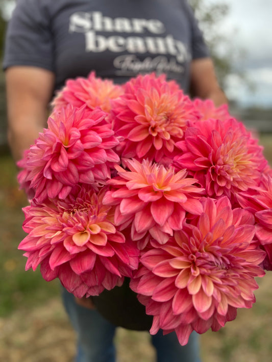 Scaur Swinton : tubercule de dahlia
