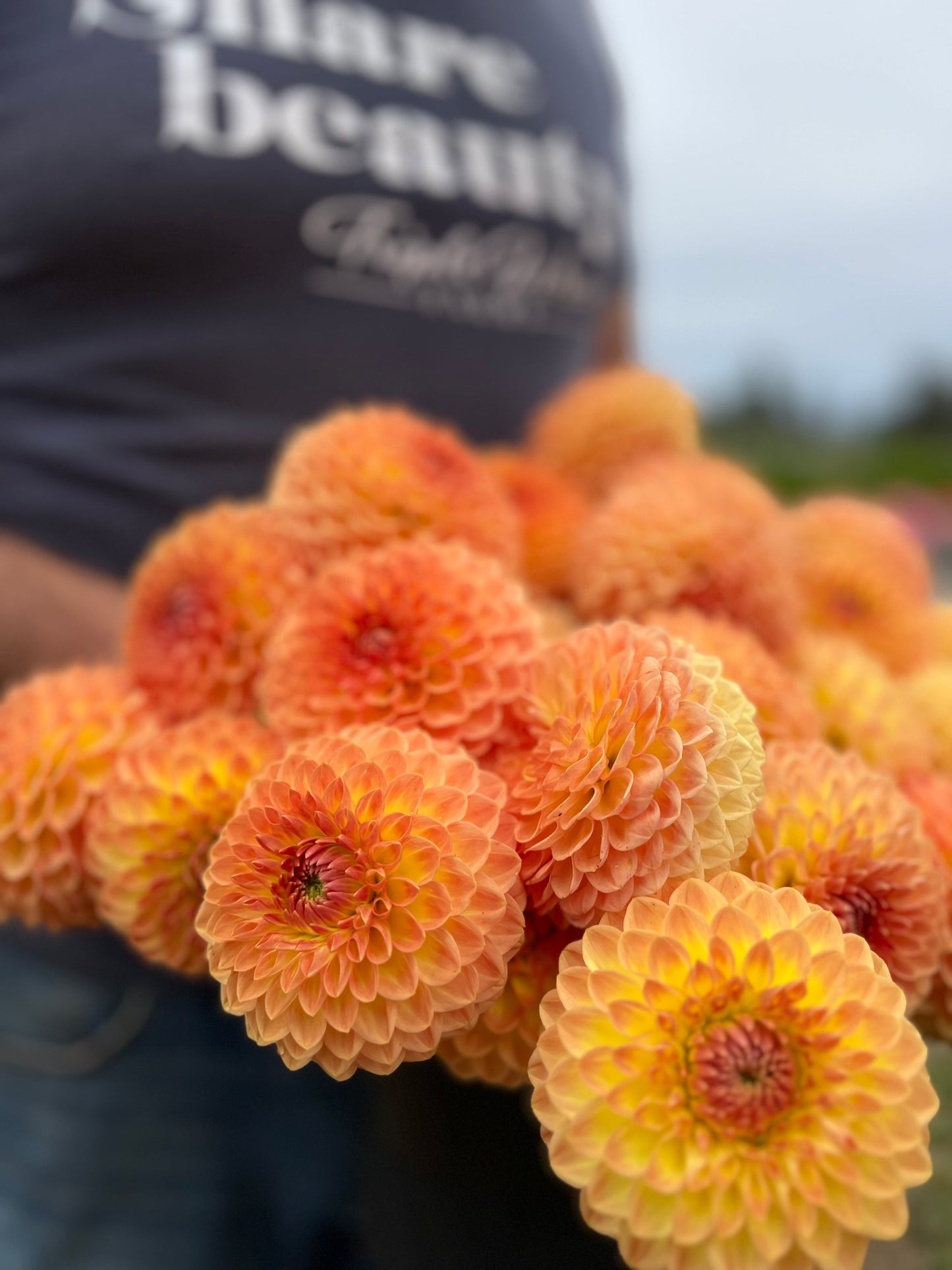 buy Blyton's Softer Gleam Dahlia tubers from Triple Wren Farms  for your home garden