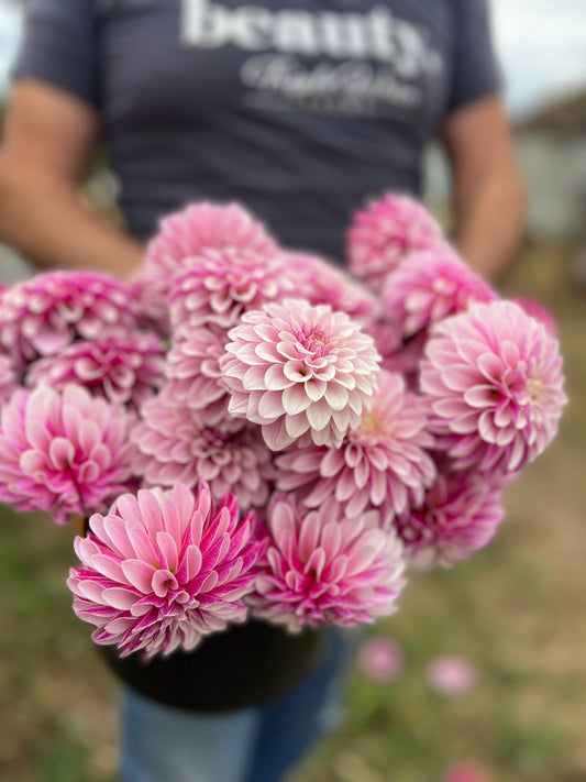 Salish Twilight Girl : tubercule de dahlia 