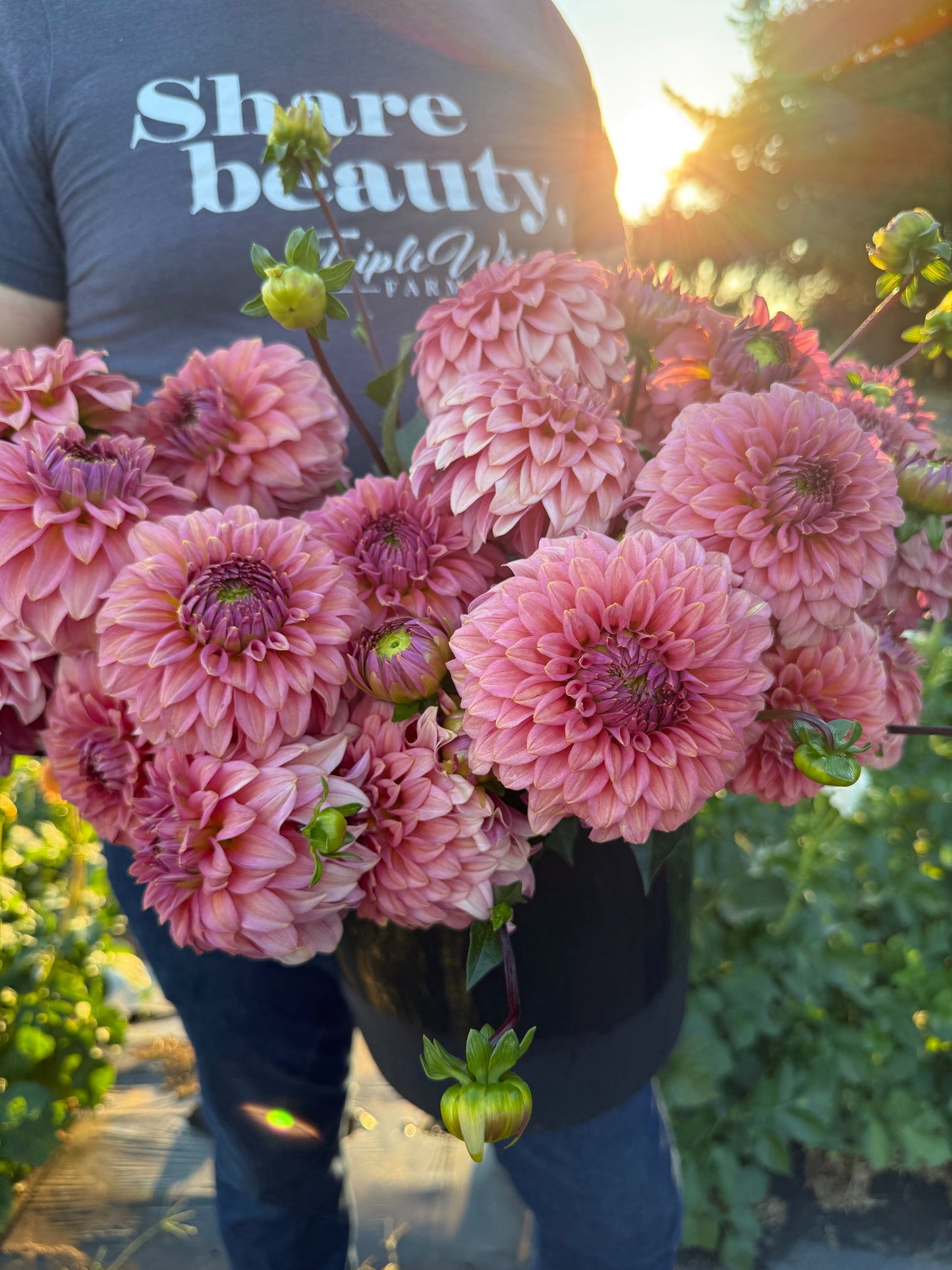 Finch's Cornman Dahlia Tuber