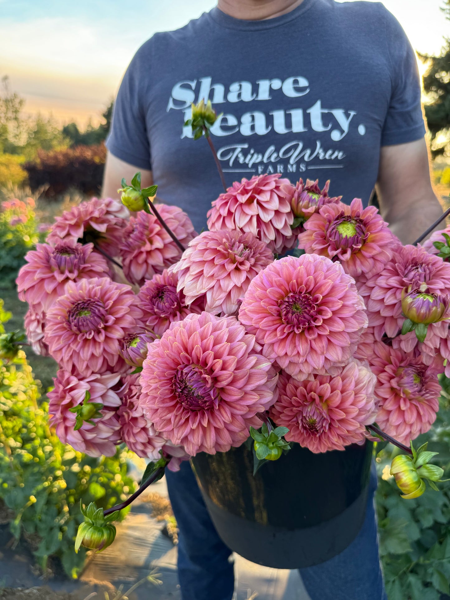 Finch's Cornman Dahlia Tuber