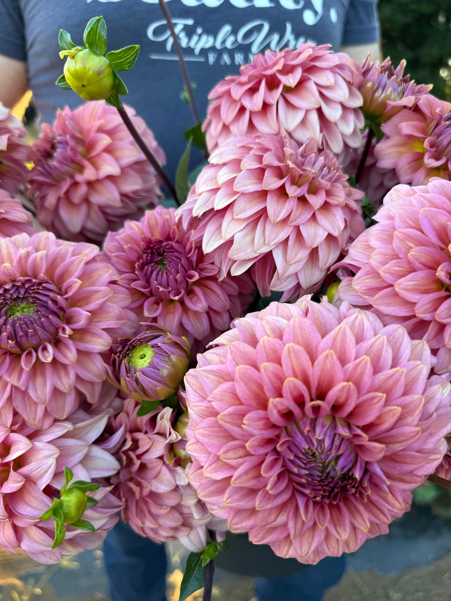 Finch's Cornman Dahlia Tuber