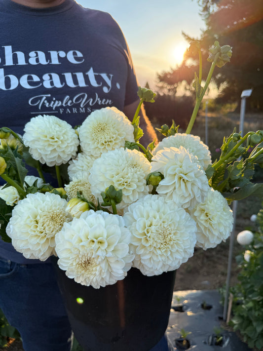 Salish Sea Mist Dahlia Tuber