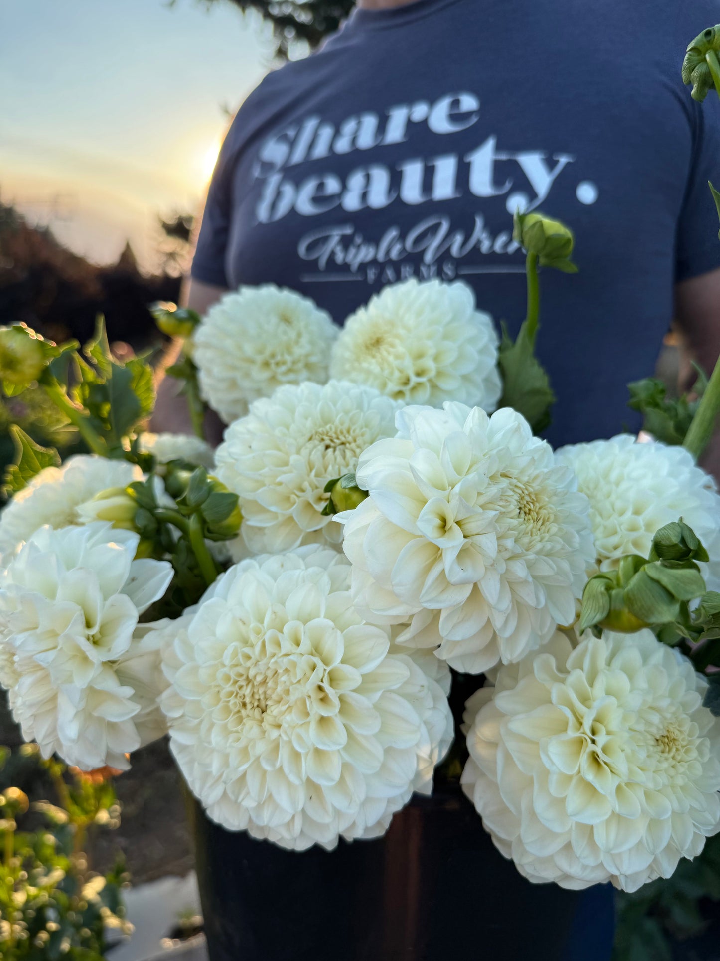 Salish Sea Mist Dahlia Tuber