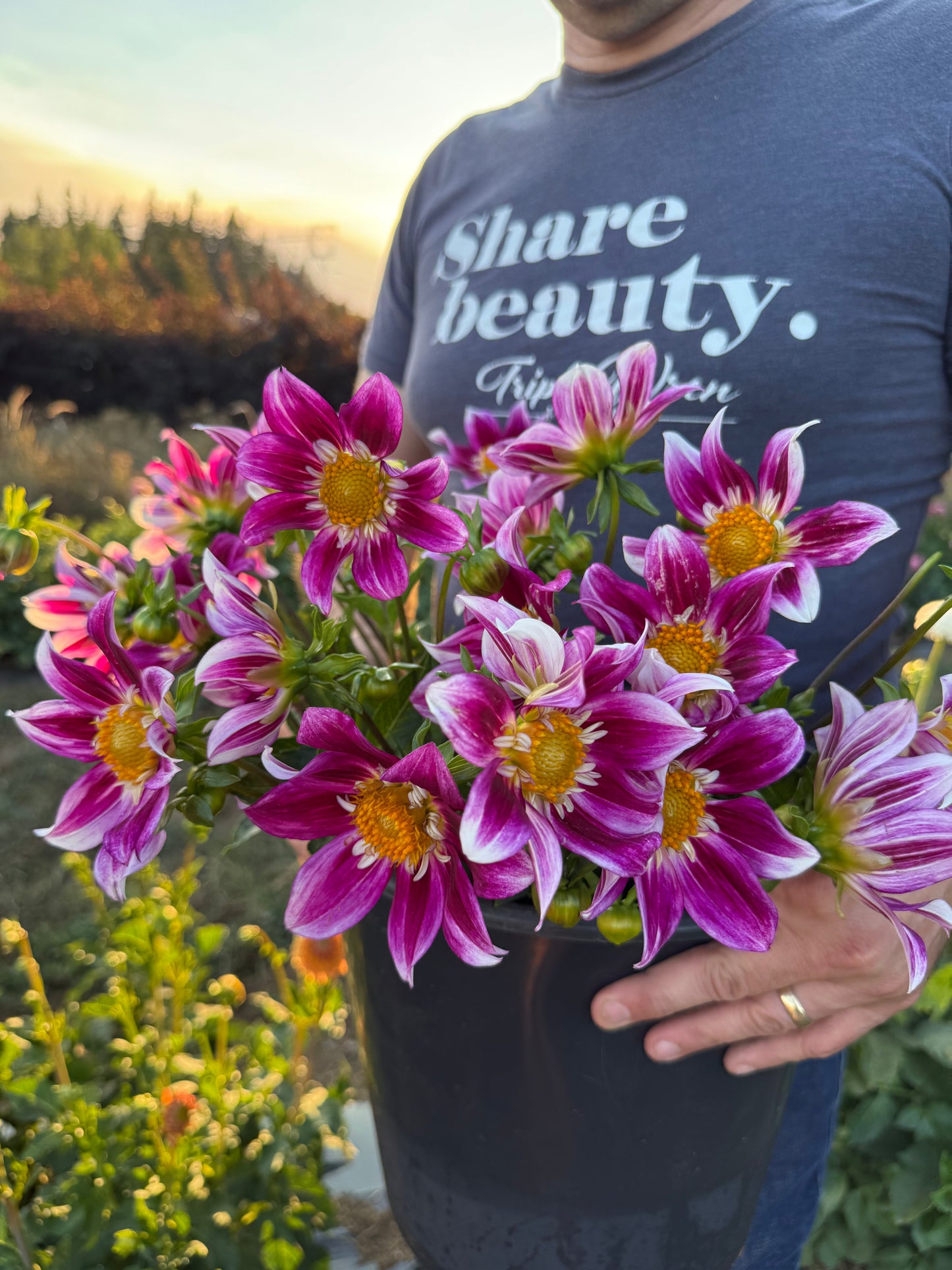 Whistling Bee's Dawn's Early Light Dahlia Tuber