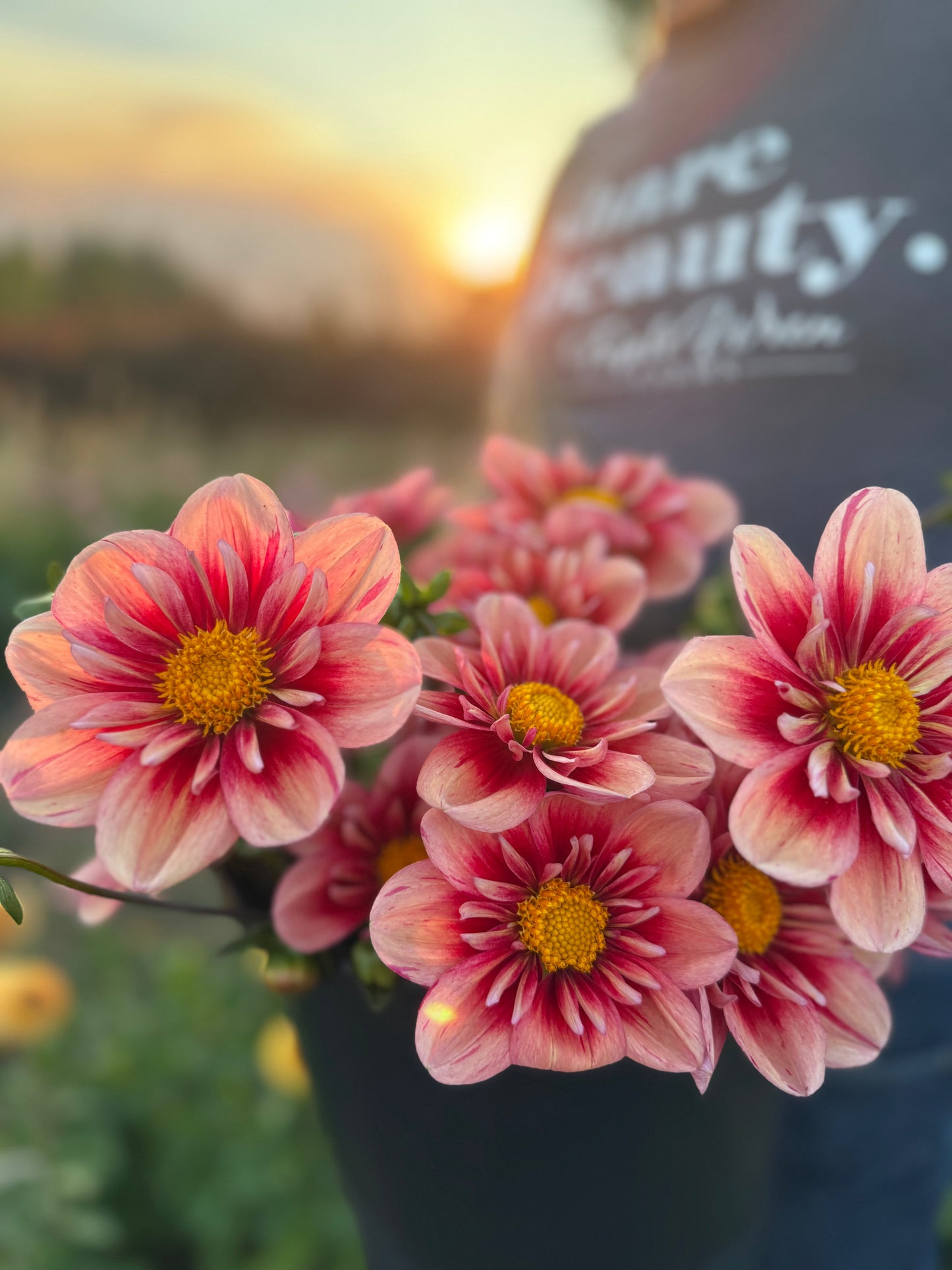 PK Bloodshot Dahlia Tuber