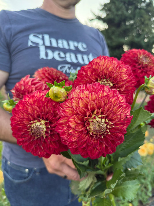 Salish Night Fire Dahlia Tuber