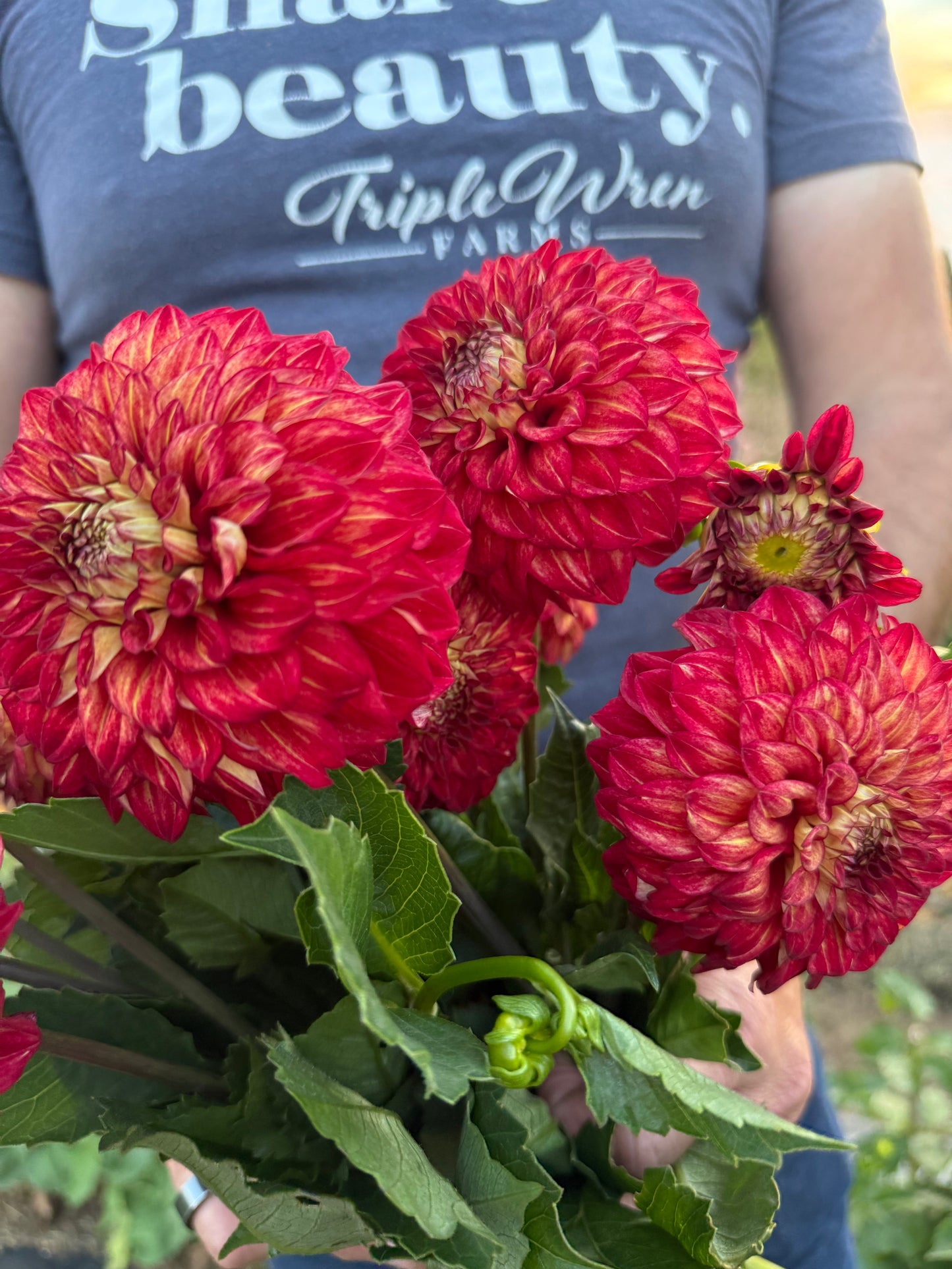 Salish Night Fire Dahlia Tuber