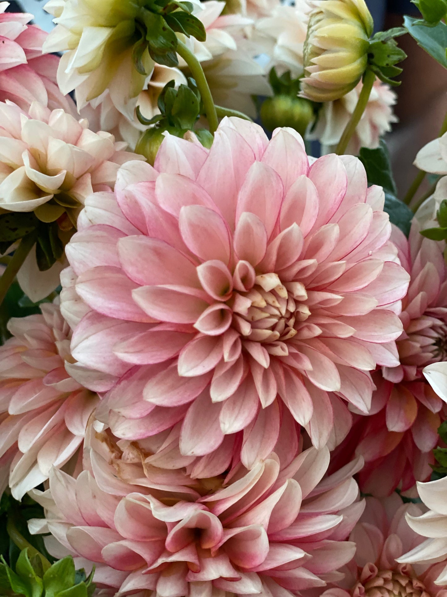 buy KA's Mocha Jo Dahlia Tubers from Triple Wren Farms for your home garden