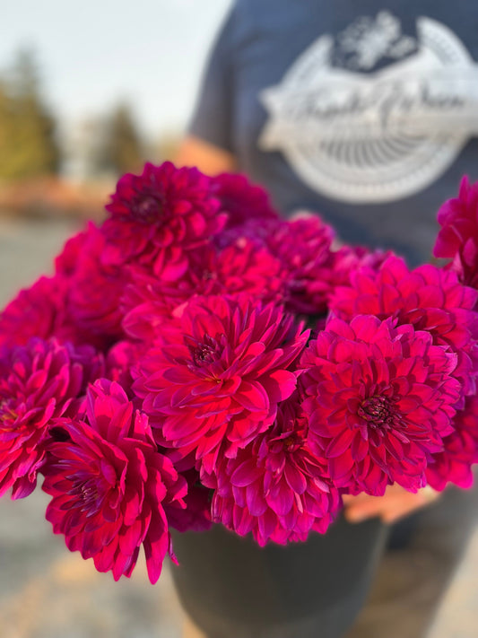 Sandia Nocturne : tubercule de dahlia