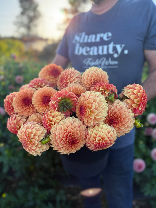 Carpe Dahlia Harvest Dahlia Tuber