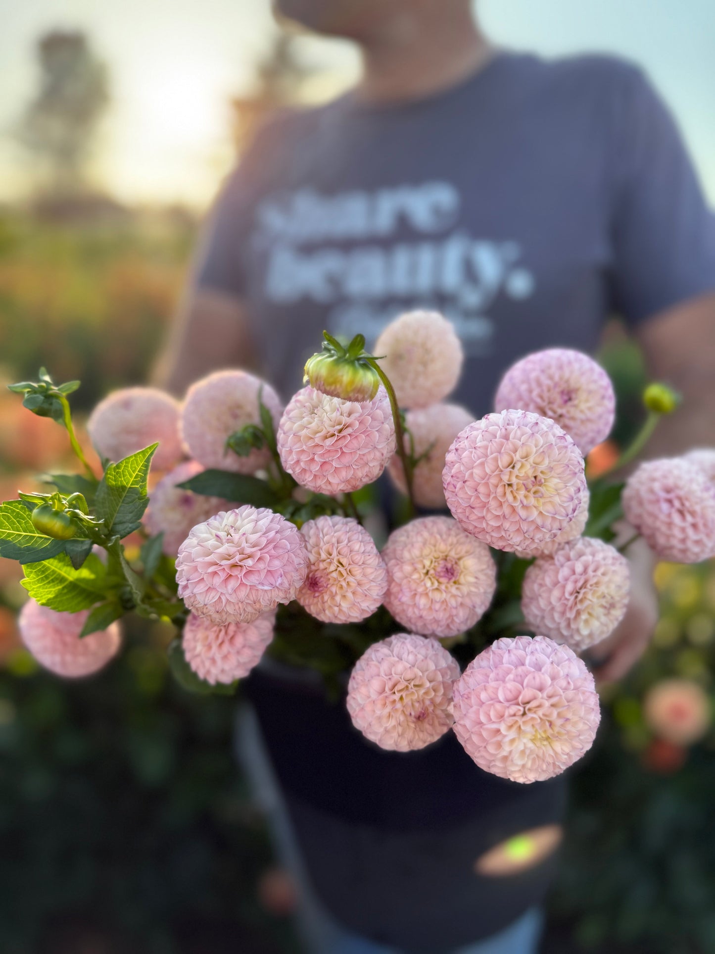 Irish Pinky Dahlias Triple Wren Farms