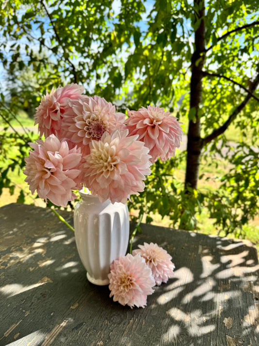 KA's Mocha Jake Dahlias from Triple Wren Farms