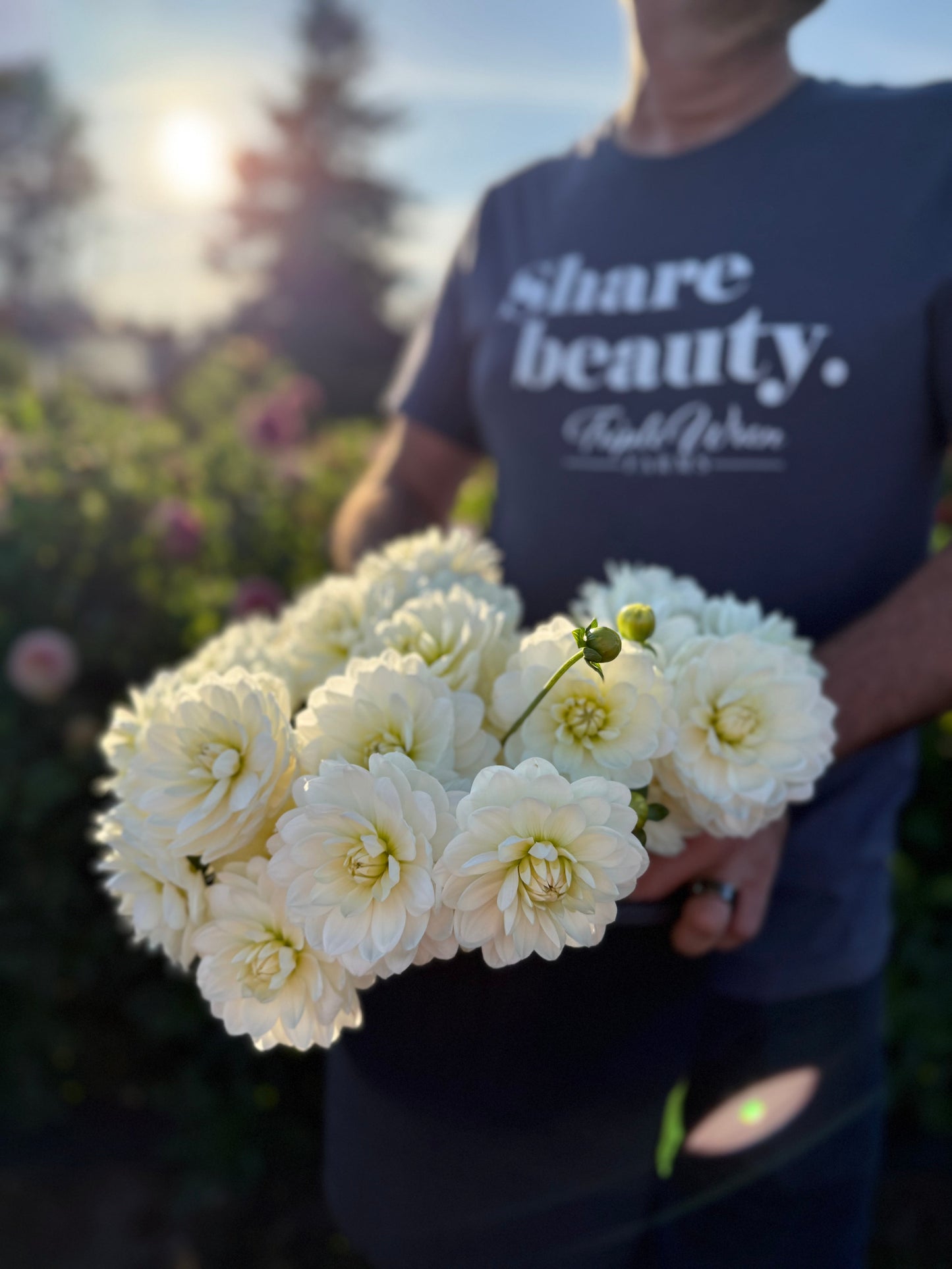 Ms Cherub Dahlia Tuber