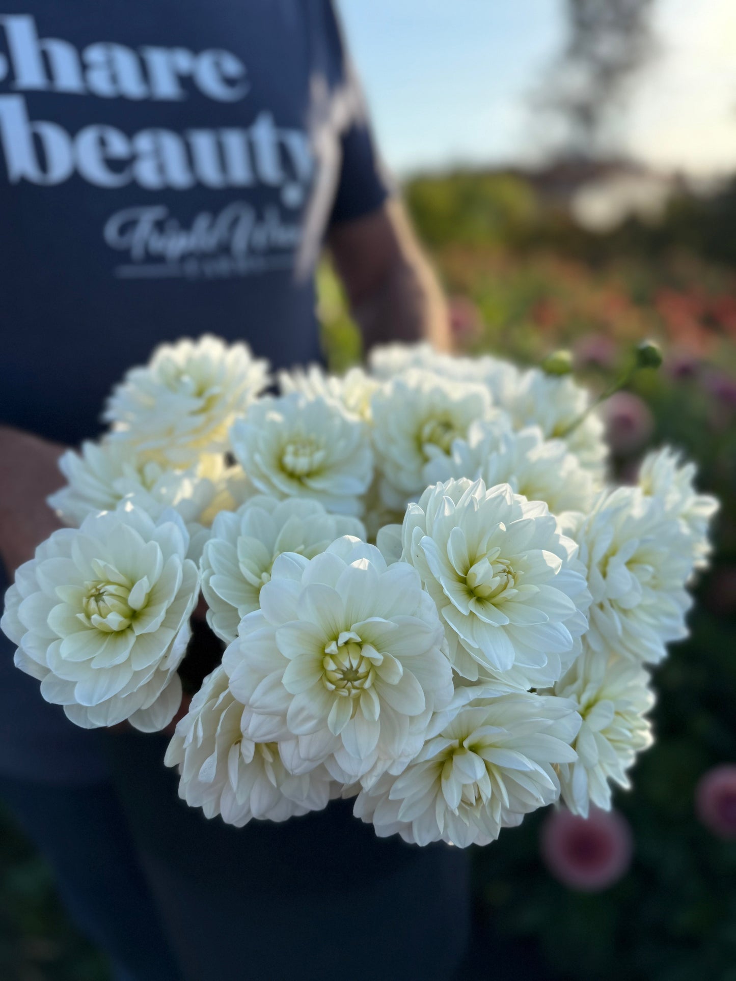 Ms Cherub Dahlia Tuber