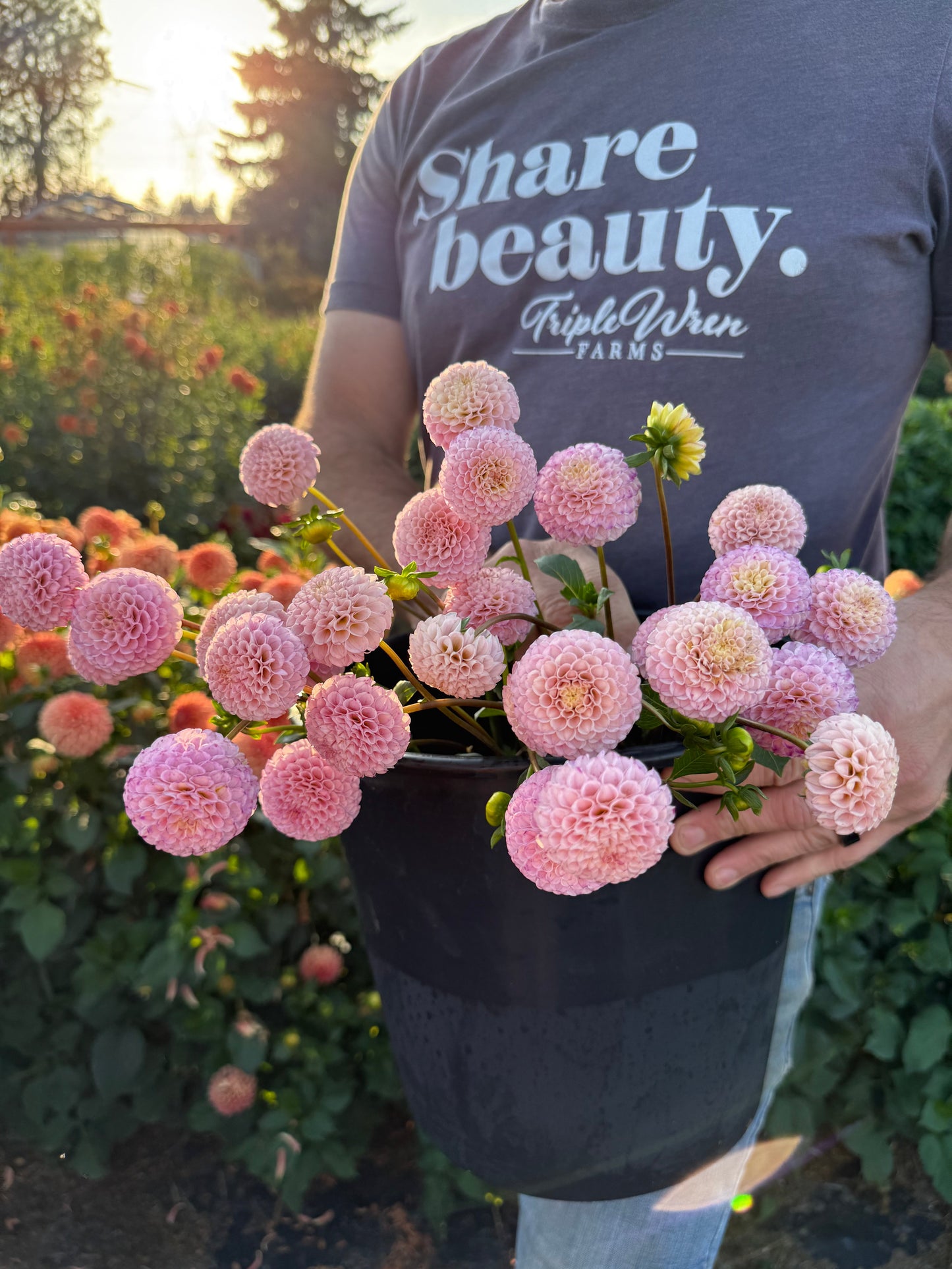 Ms Buttons Dahlias Triple Wren Farms