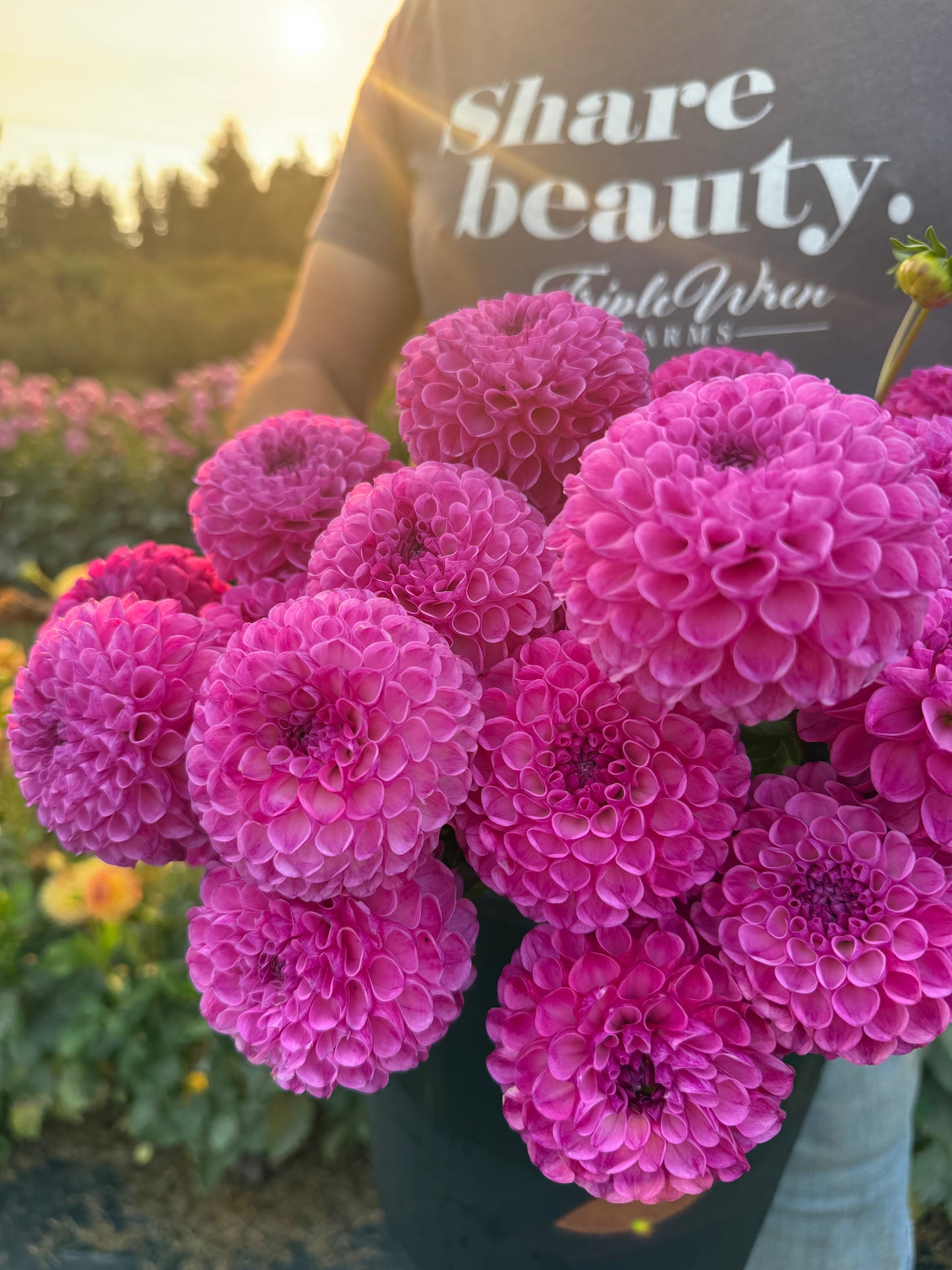 Ms Char Dahlia Tuber