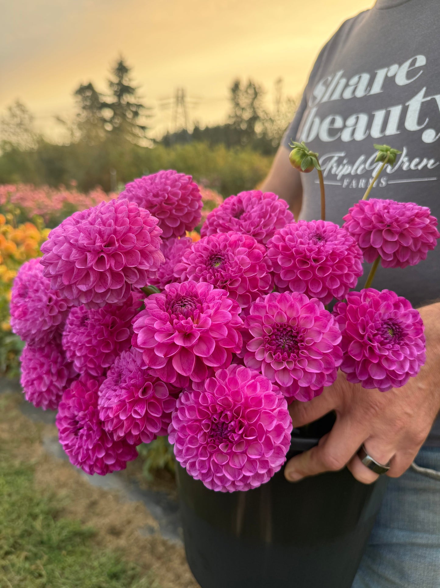 Ms Char Dahlia Tuber