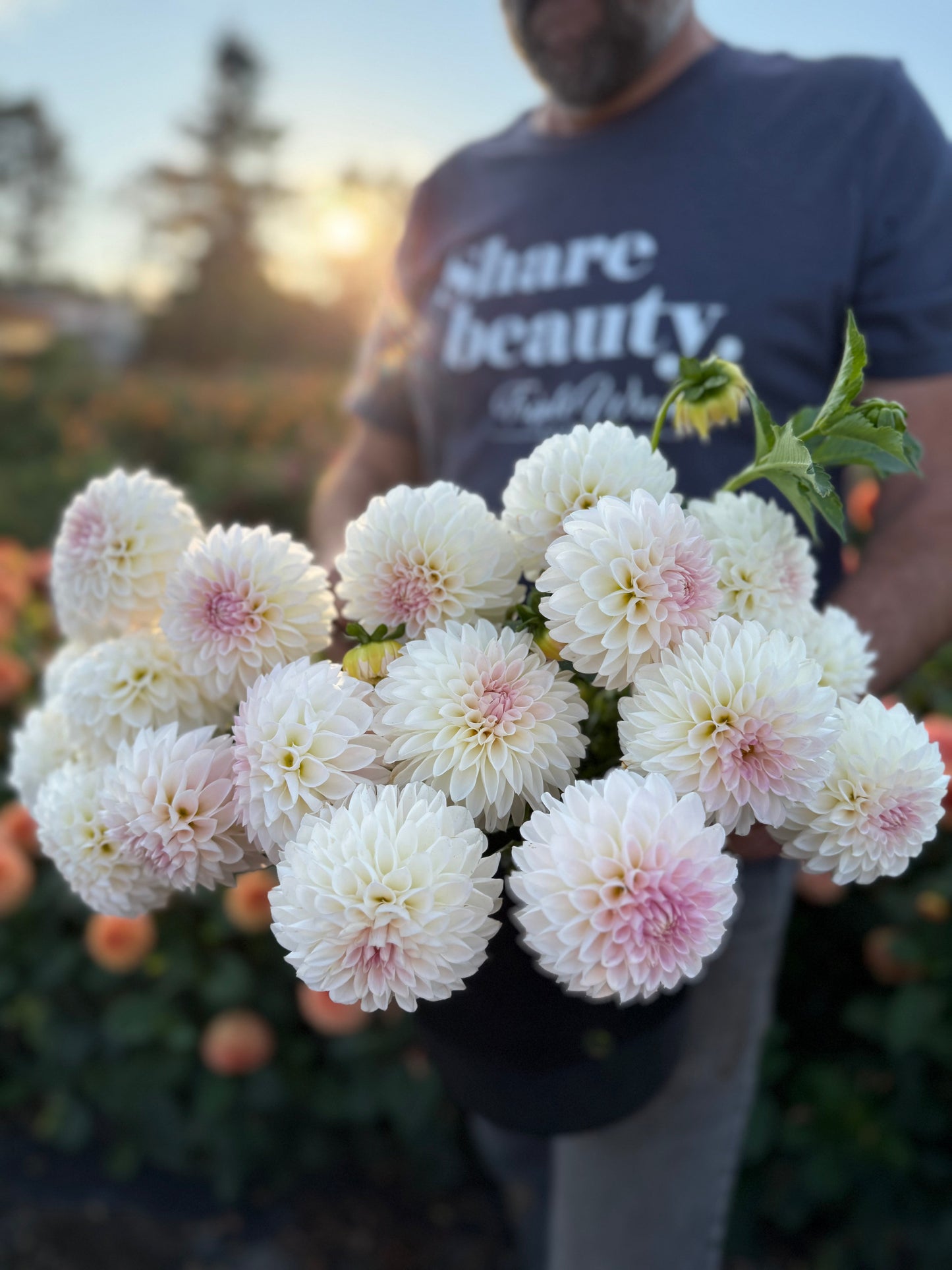 NY Lucia Dahlia Tuber