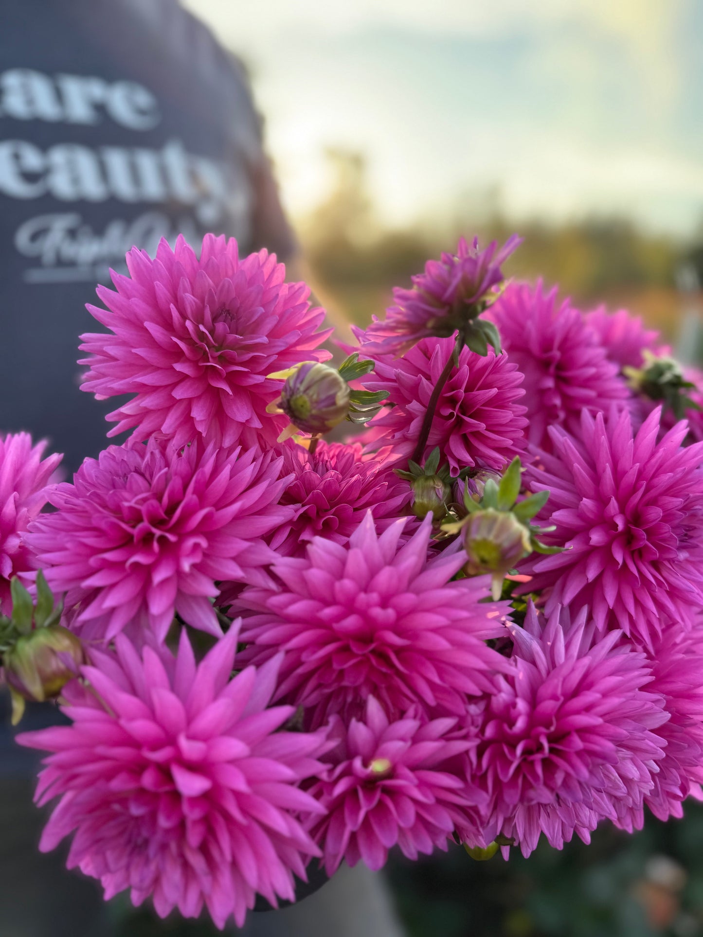 NY Nehem Dahlia Tuber