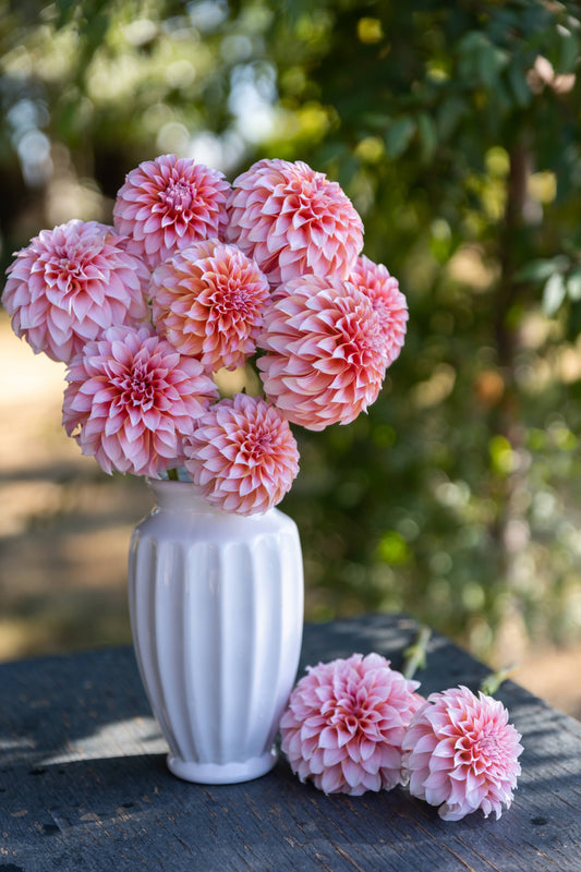 Peaches n Cream Dahlia Rooted Cuttings from Triple Wren Farms White Vase