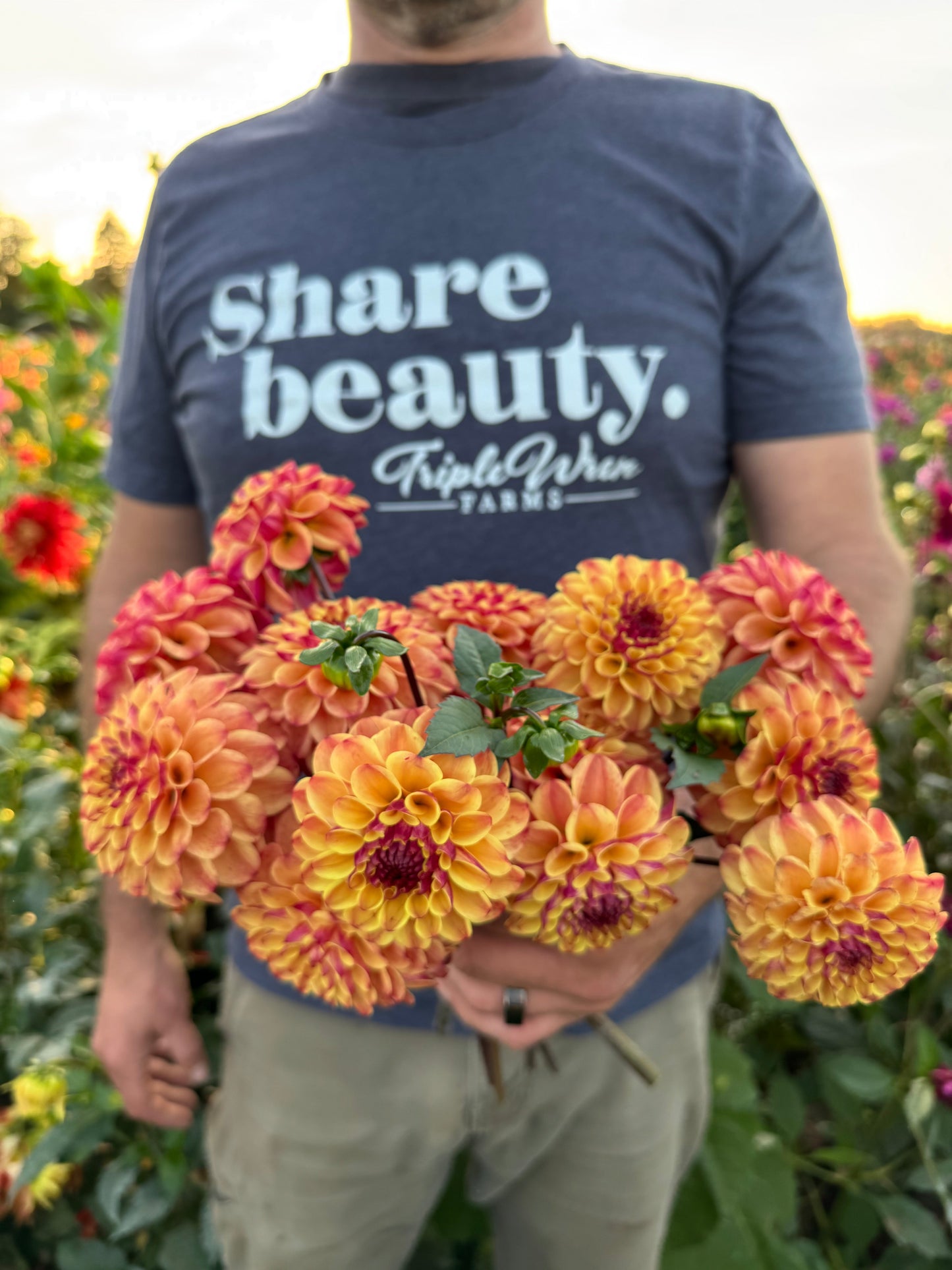 Salish Peach Plum Dahlia Tuber