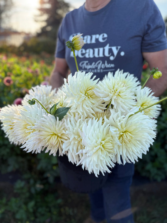 Sandia Icicle Dahlia Tuber