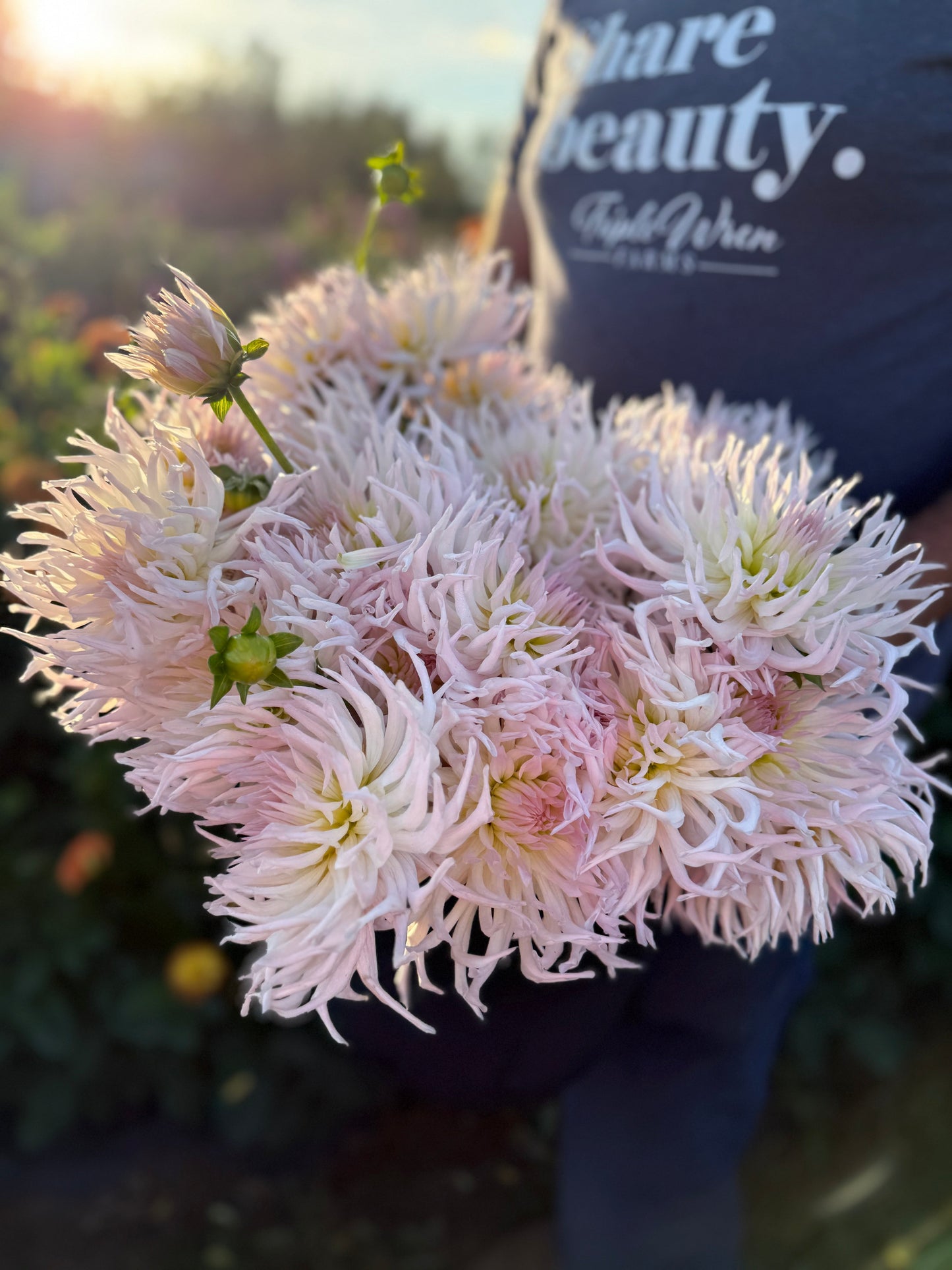 Sandia Lace Dahlia Tuber