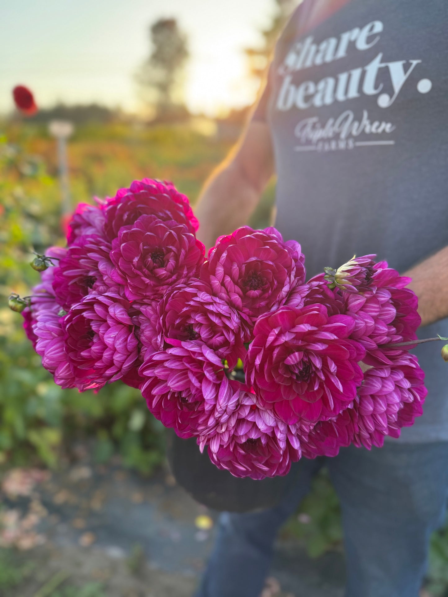 Sandia Regal Dahlia Tuber
