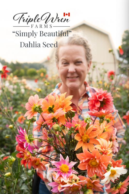 Simply Beautiful Dahlia Seeds
