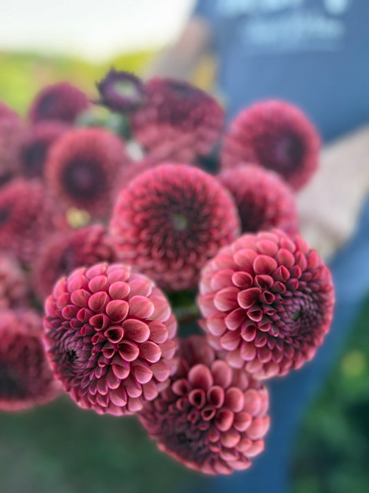 A close-up of a cluster of deep burgundy dahlia flowers in sharp focus, with a blurred background showing a person holding them.