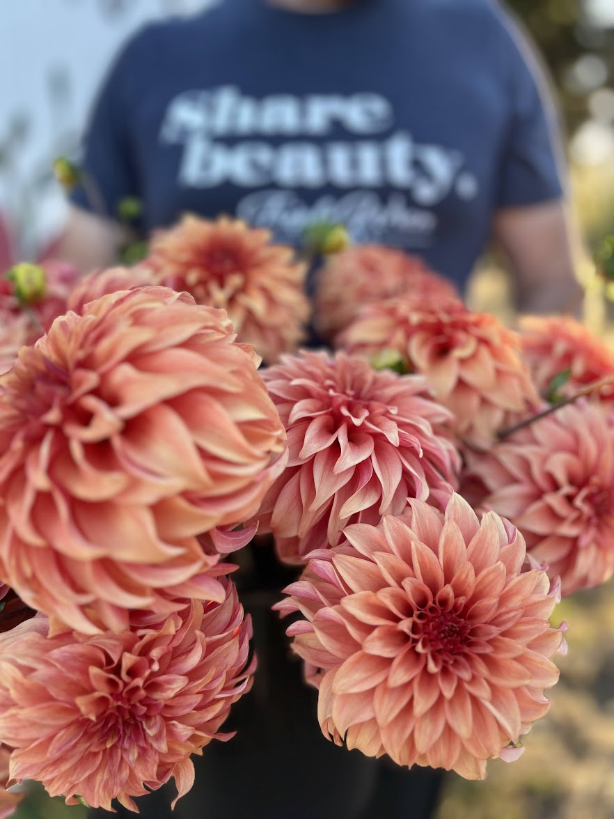 Bloomquist Pleasing Dahlia Tubers from Triple Wren Farms