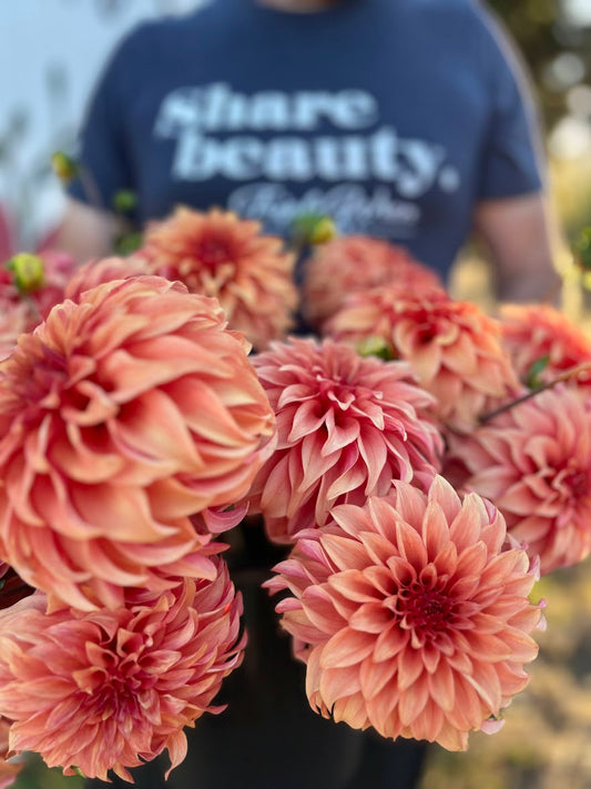 Bloomquist Pleasing Dahlia Tubers from Triple Wren Farms