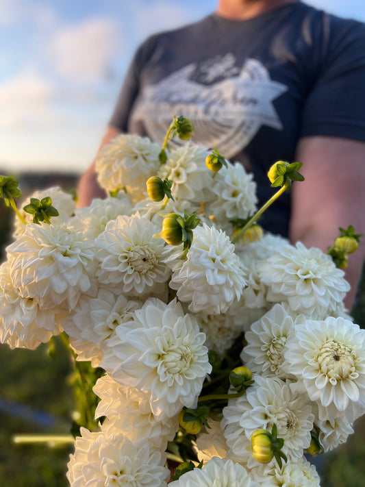 Salish Snow Day : tubercule de dahlia 