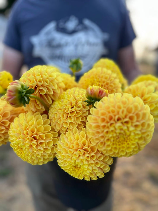 SB's Ora : tubercule de dahlia 